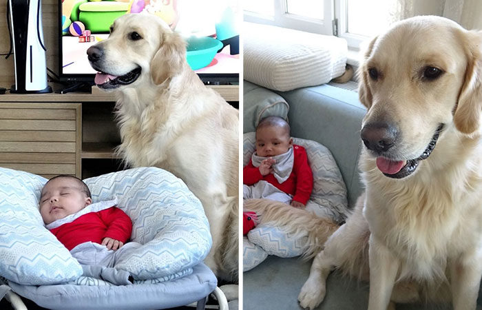 Evin Köpeği Aileye Yeni Katılan Bebeği Kimseyle Paylaşmıyor
