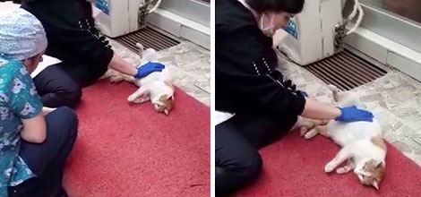 Akıllı Kedinin Hali Başka: Hamile Kedi Diş Kliniğine Giderek Doğum Yaptı