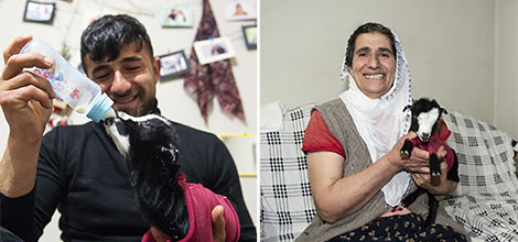 Annesi Terk Edince Donma Tehlikesi Geçiren Oğlak ?Dina? Yarar Ailesinin Maskotu Oldu